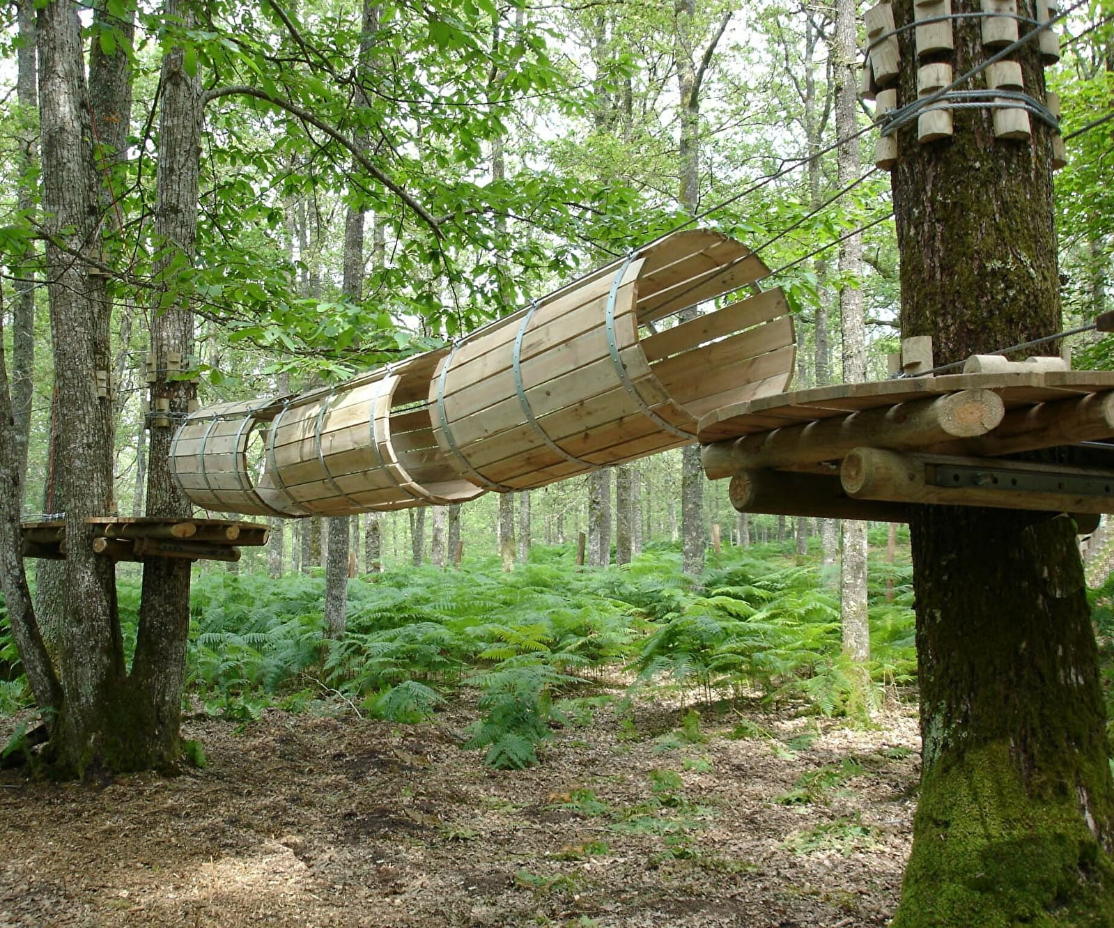 Climbing Forest